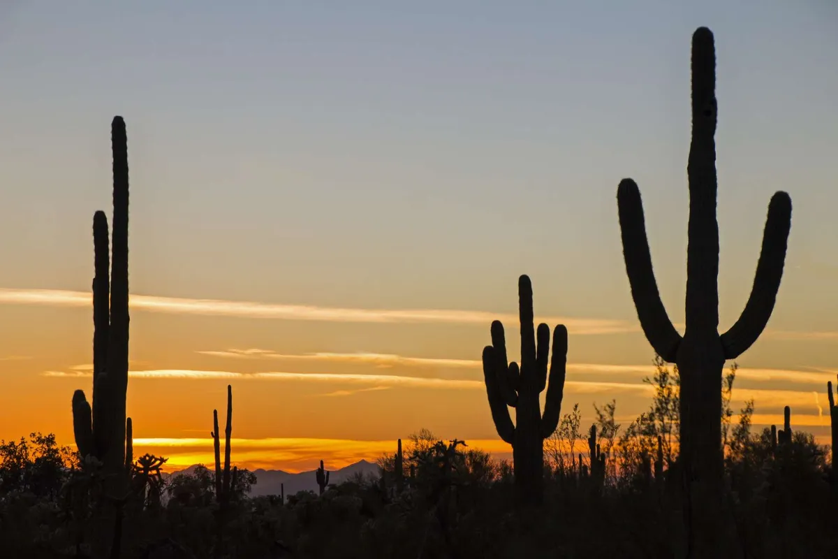 A dramatic desert sunset with silhouetted cacti and distant mountains, creating an atmosphere of adventure and the unique beauty of local nightlife and evening exploration.